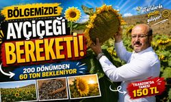 Bölgemizde Ayçiçeği Bereketi: 200 Dönümden 60 Ton Bekleniyor