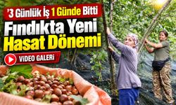 Giresun’da Fındık Hasadında Büyük Değişim: İşçilik Maliyetini Yüzde 70 Düşürüyor