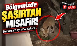 Bölgemizde şaşırtan misafir: Her akşam aynı eve geliyor