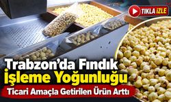 Trabzon’da fındıkta hasat bitti, işleme dönemi başladı