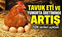 Tavuk eti ve yumurta üretiminde artış: TÜİK verileri açıkladı