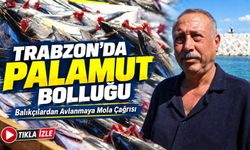 Trabzon’da Palamut Bolluğu Krize Döndü: Balıkçılardan Avlanmaya Mola Çağrısı