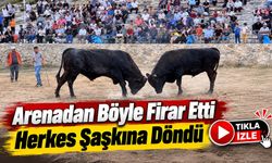 Ardanuç Boğa Güreşinde İlginç Anlar: Rakibini Görünce Arenadan Kaçtı