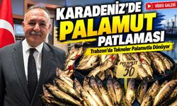 Karadeniz’de Palamut Patlaması; Trabzon’da Tekneler Palamutla Dönüyor