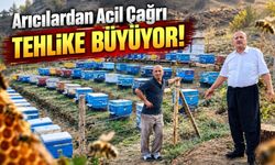 Gümüşhane’de Ayı Korkusu: Arıcılar Kovanların Başında Gece Nöbetinde