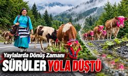 Şalpazarı’nda Havalar Soğudu, Sürüler Yola Düştü: Yaylalardan Dönüş Başladı