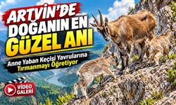 Artvin’de Doğanın En Güzel Anı: Anne Yaban Keçisi Yavrularına Tırmanmayı Öğretiyor