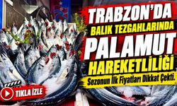 Trabzon’da Balık Tezgahlarında Palamut Hareketliliği; Sezonun İlk Fiyatları Dikkat Çekti
