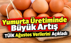 Yumurta Üretiminde Büyük Artış: Tüik Ağustos Verilerini Açıkladı