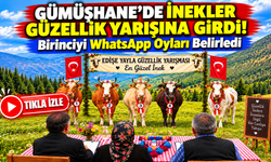 Gümüşhane'de İnekler Güzellik Yarışına Girdi! Birinciyi WhatsApp Oyları Belirledi