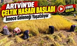 Artvin’de Altın Rengine Dönen Tarlalarda Çeltik Hasadı Başladı