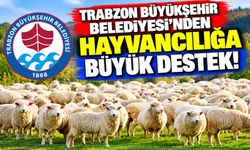 Trabzon Büyükşehir Belediyesi'nden Hayvancılığa Büyük Destek! 36 Yetiştiriciye Koyun Verilecek