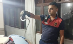 Hatay'da yerleşim yerlerinde görülen yılanlar yakalanarak doğal yaşam alanlarına bırakıldılar