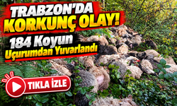 Trabzon'da Korkunç Olay! 184 Koyun Uçurumdan Yuvarlandı