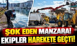 Rize'de Palamut Bolluğu Kabusa Döndü: Balık Çöplüğüne Dönen Liman Temizlendi!