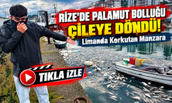 Rize'de Palamut Bolluğu Çileye Döndü! Limanda Korkutan Manzara