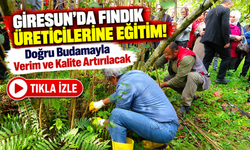 Giresun'da Fındık Üreticilerine Uygulamalı Eğitim!; Doğru Budamayla Verim ve Kalite Artırılacak