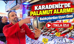 Karadeniz'de Palamut Alarmı!; Balıkçı Temsilcisinden Dikkat Çeken Açıklama