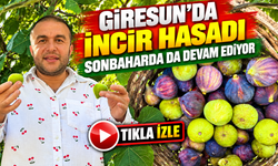 Giresun'da İncir Hasadı Sonbaharda da Devam Ediyor; Köylüler “Kış Boyunca İncir Yiyoruz” Dedi
