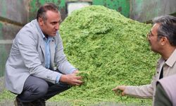 Gümüşhane'de Afrika'dan Gelen Bitki Hasat Edildi! 20 Yıllık Verim Potansiyeli Dikkat Çekiyor!