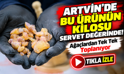 Artvin'de Bu Ürünün Kilosu Servet Değerinde!; Ağaçlardan Tek Tek Toplanıyor