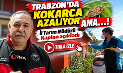 Trabzon'da Kokarca Azalıyor Ama…!; İl Tarım Müdürü Kaplan Açıkladı