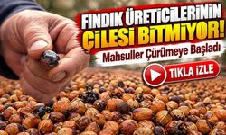 Fındık Üreticilerinin Çilesi Bitmiyor! Mahsuller Çürümeye Başladı