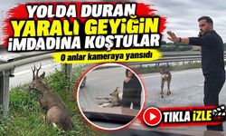 Yolda Duran Yaralı Geyiğin İmdadına Koştular; O Anlar Kameraya Yansıdı