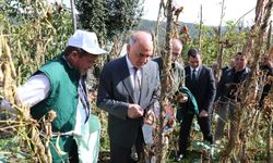 Ordu'da Şeker Fasulyesinde Büyük Artış! Üretim Rakamları Açıklandı