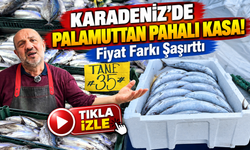 Karadeniz'de Palamuttan Pahalı Kasa! Fiyat Farkı Şaşırttı