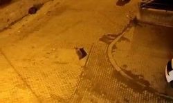 Ayılar mahalleyi istila etti