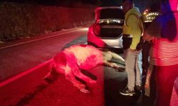 Otomobil büyükbaş hayvana çarptı: 1 yaralı