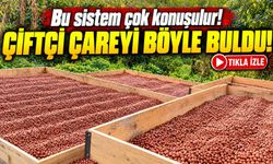 Ordu'da Fındık Üreticisi Öyle Bir Sistem Yaptı Ki! Yağmur Yağsa da Fındıkları Islanmıyor