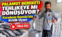 Palamut Bereketi Tehlikeye mi Dönüşüyor? Karadeniz Hamsisi İçin Kritik Uyarı