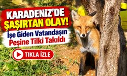 Bayburt'ta Şaşırtan Olay! İşe Giden Vatandaşın Peşine Tilki Takıldı