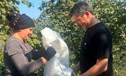 MHP'li Konal'dan Fındık Fiyatlarına Tepki! "Bu Bir Ayıptır"