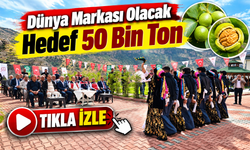 Siirt fıstığında dev hedef: Üretim 50 bin tona çıkarılacak