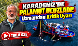 Karadeniz'de Palamut Ucuzladı! Uzmandan Kritik Uyarı