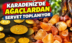 Toplaması Zahmetli Fiyatı Yüksek! Artvin'in Çam Sakızı Türkiye'ye Gönderiliyor