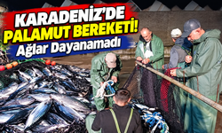 Karadeniz'de Palamut Bereketi! Balıkçıların Ağları Yırtıldı