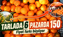 Mandalina Tarlada 6 Lira, Pazarda 150 Lira: Fark Neden Büyüyor