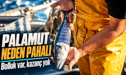Karadeniz'de 30, İstanbul'da 200 TL: Palamut Neden Pahalanıyor?