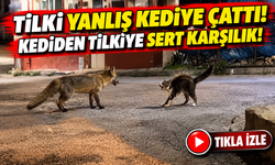 Bayburt'ta Kedi Tilkiyi Kovaladı! Yemek Kavgası Kamerada