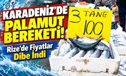 Karadeniz'de Palamut Bereketi! Rize'de Fiyatlar Dibe İndi