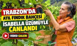 Trabzon’da Atıl Fındık Bahçesi İsabella Üzümüyle Canlandı