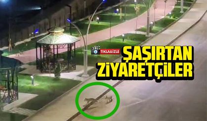 Gümüşhane'de henüz açılmayan parkın şaşırtan ziyaretçileri
