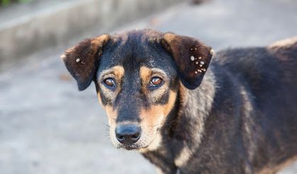 Bayburt - Yiyecek bulmak için köye inen vaşak, köpeklerin saldırısına uğradı
