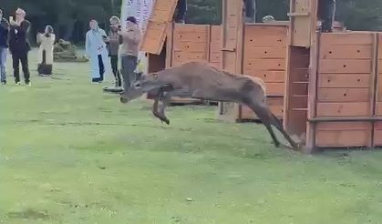 Koruma altındaki kızılgeyikler Ordu’da doğaya salındı