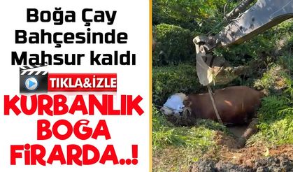 Rize’de Kaçan Boğa İş Makinesiyle Kurtarıldı: O Anlar Kamerada