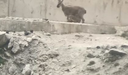 Artvin’de yol ortasında yavrularını emziren dağ keçisi cep telefonu kameralarına yakalandı